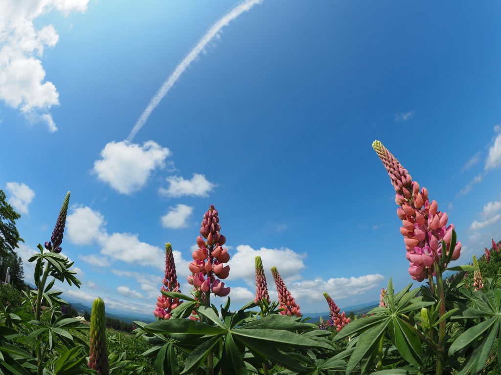 画像２枚（横並び）画像２枚（横並び）画像２枚（横並び）