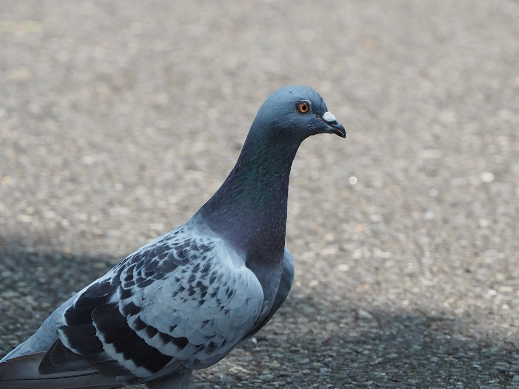 不動産情報テスト